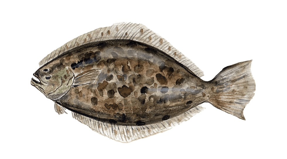 Flounder
