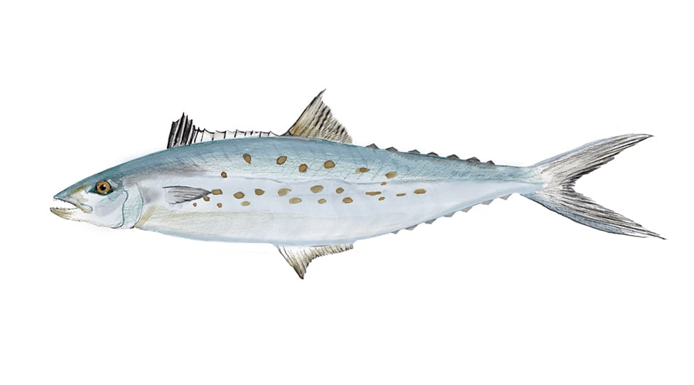Spanish Mackerel
