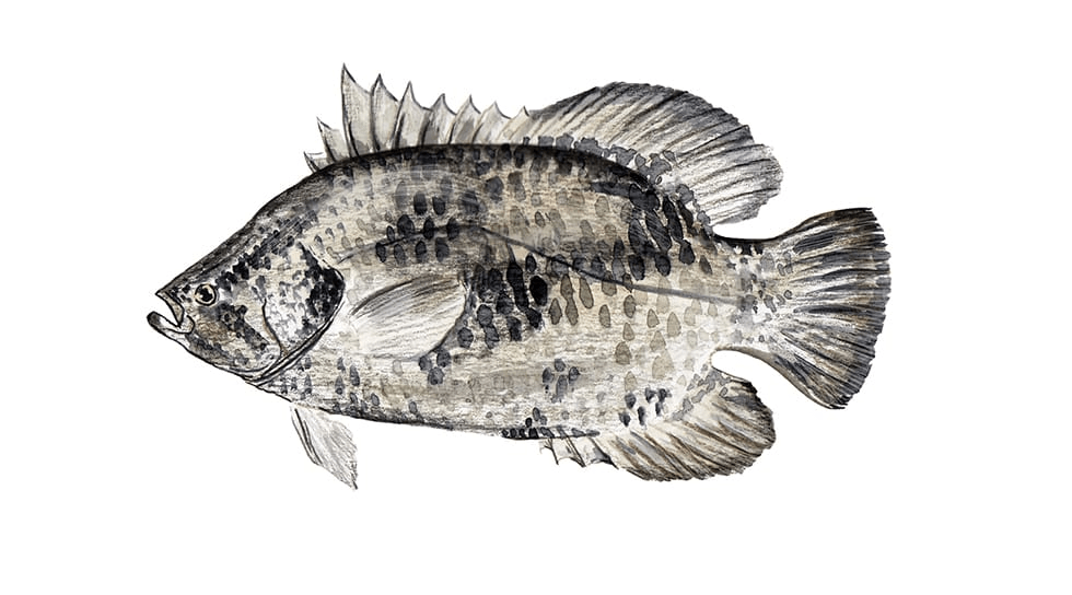 Tripletail